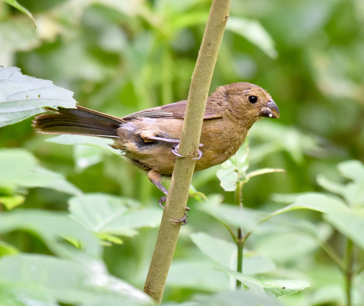 Variable Seedeater - ML118394921