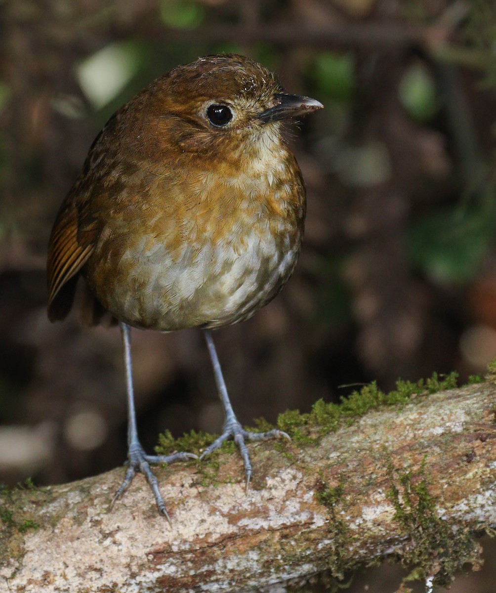 Brown-banded Antpitta - ML118395341