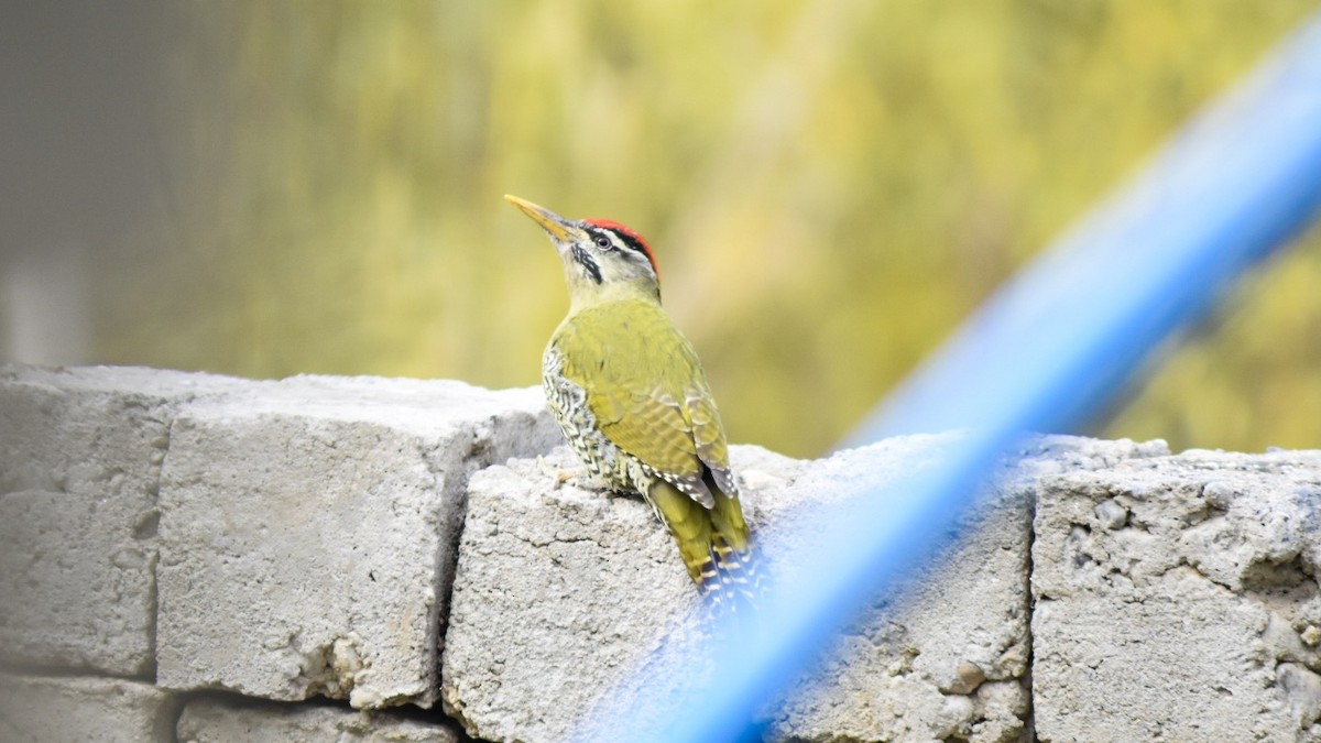 Scaly-bellied Woodpecker - Iqbal Ali Khan