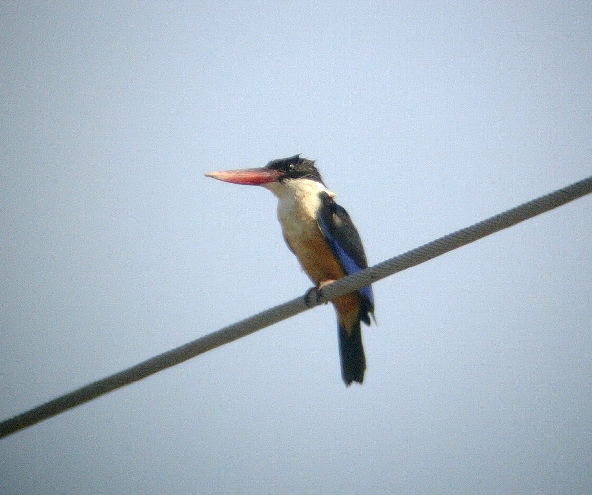 Black-capped Kingfisher - ML118396901