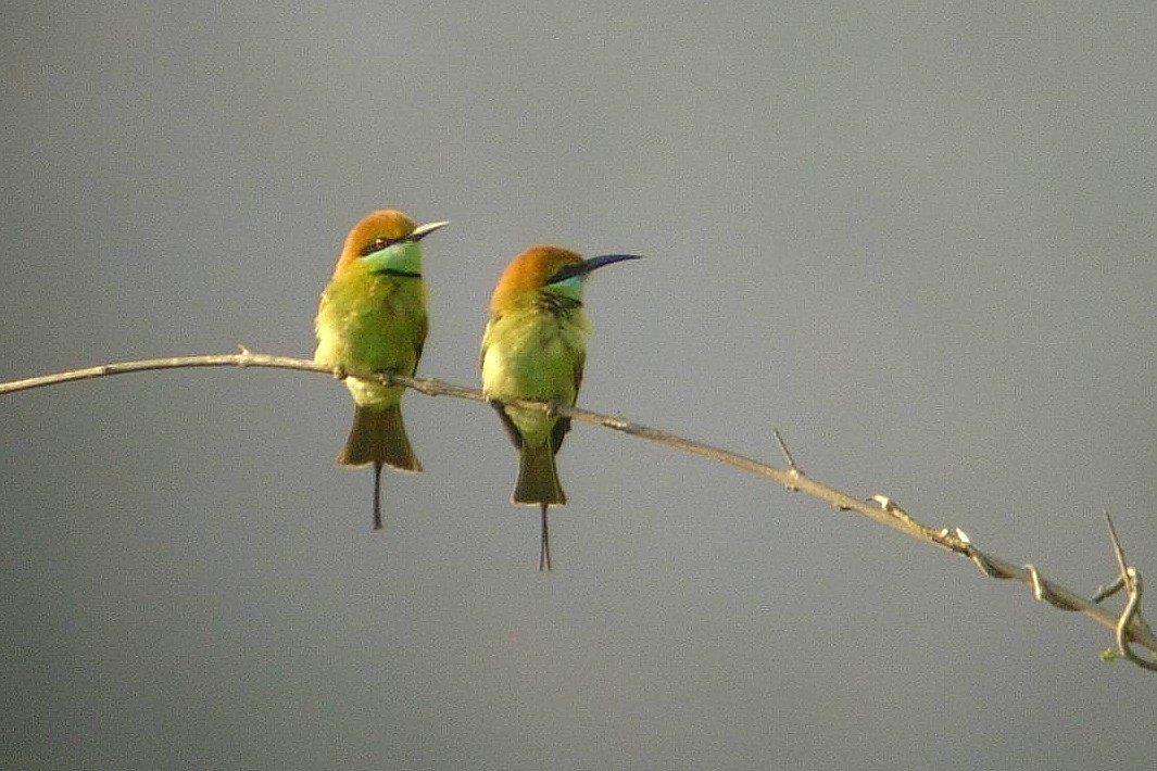 Asian Green Bee-eater - ML118397231