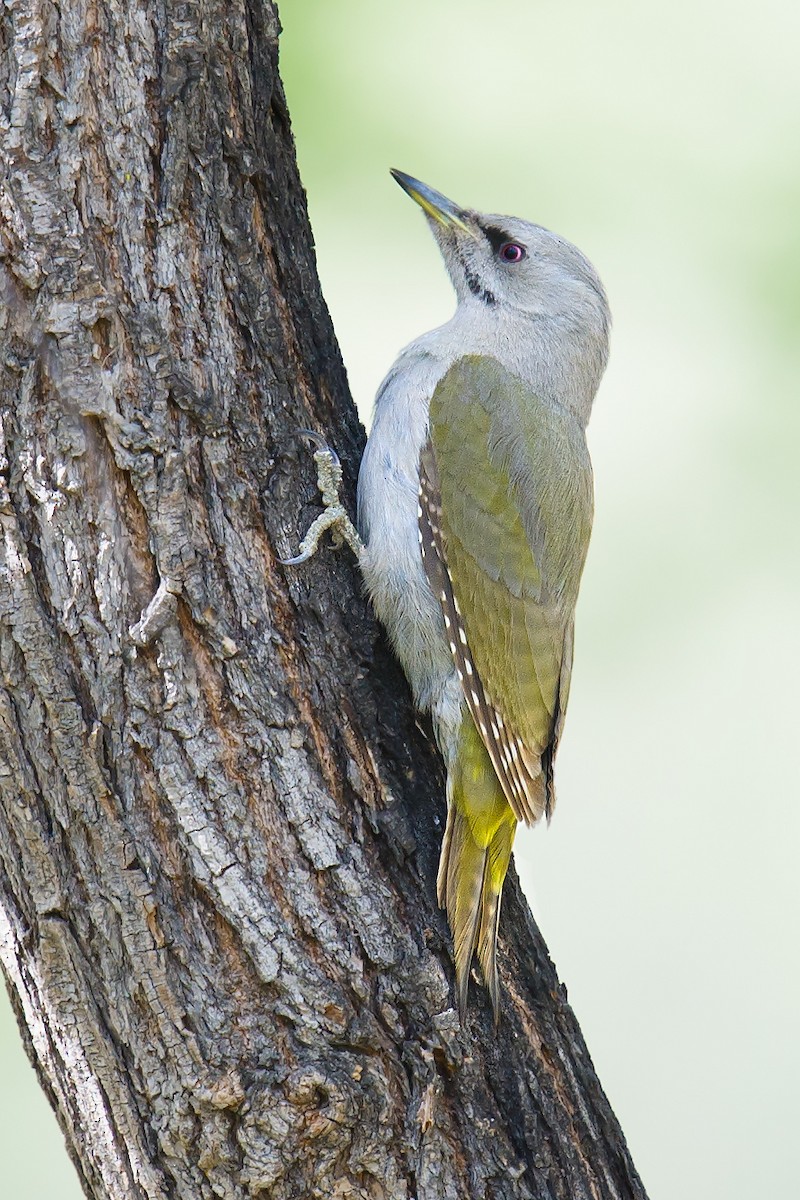 Gray-headed Woodpecker - ML118397511
