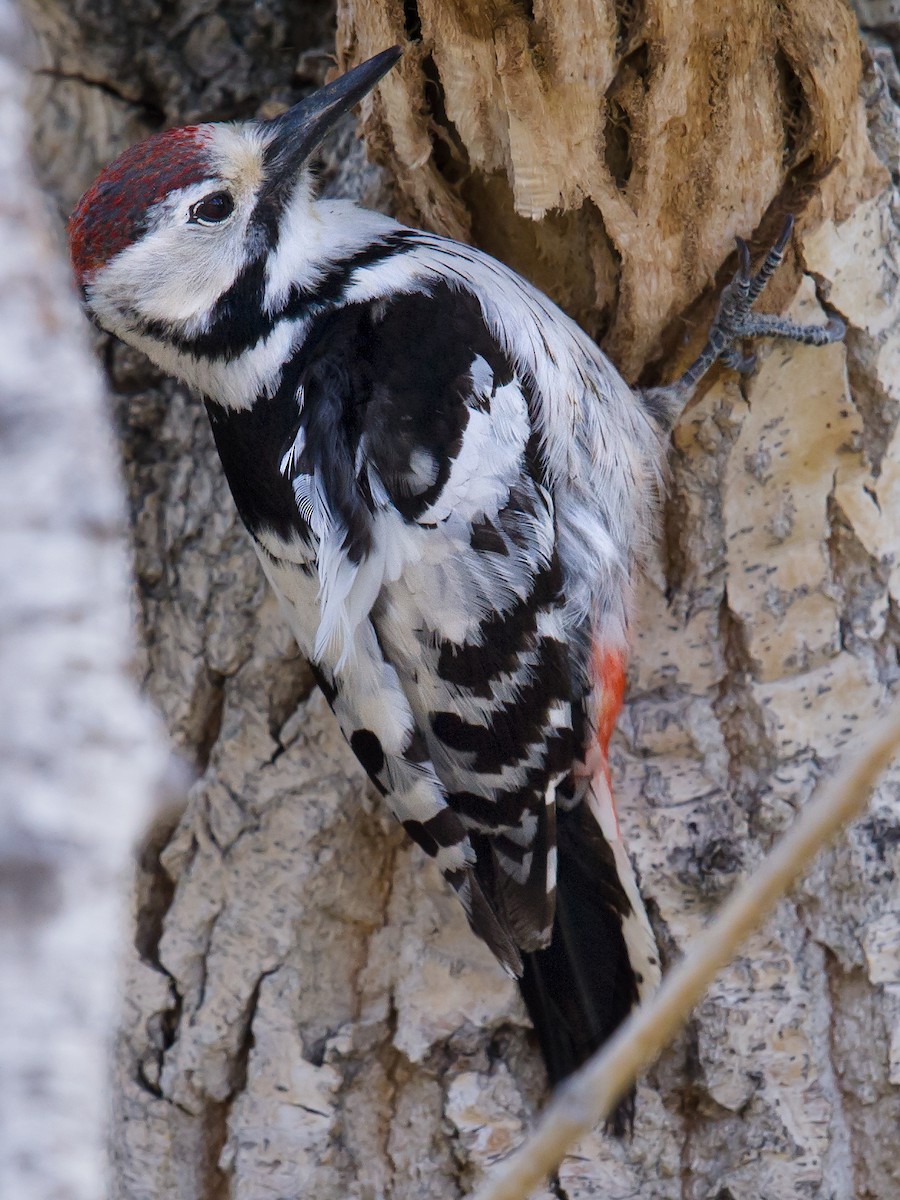 White-backed Woodpecker - Craig Brelsford