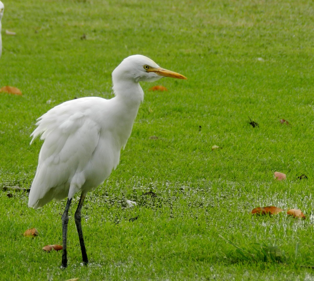Eastern Cattle Egret - CHANDRA BHUSHAN