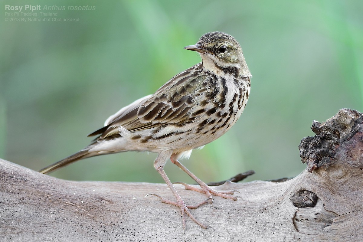 Rosy Pipit - ML118398701