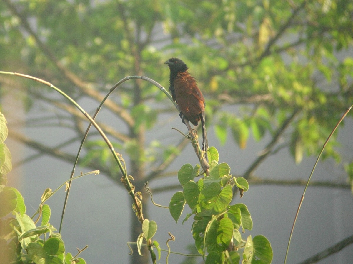 Greater Coucal (Greater) - ML118404001