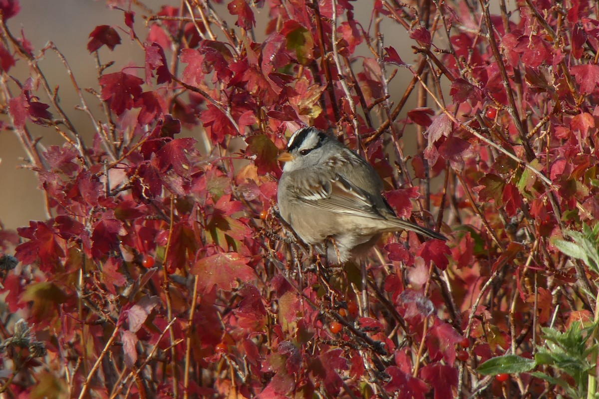 White-crowned Sparrow - ML118404771