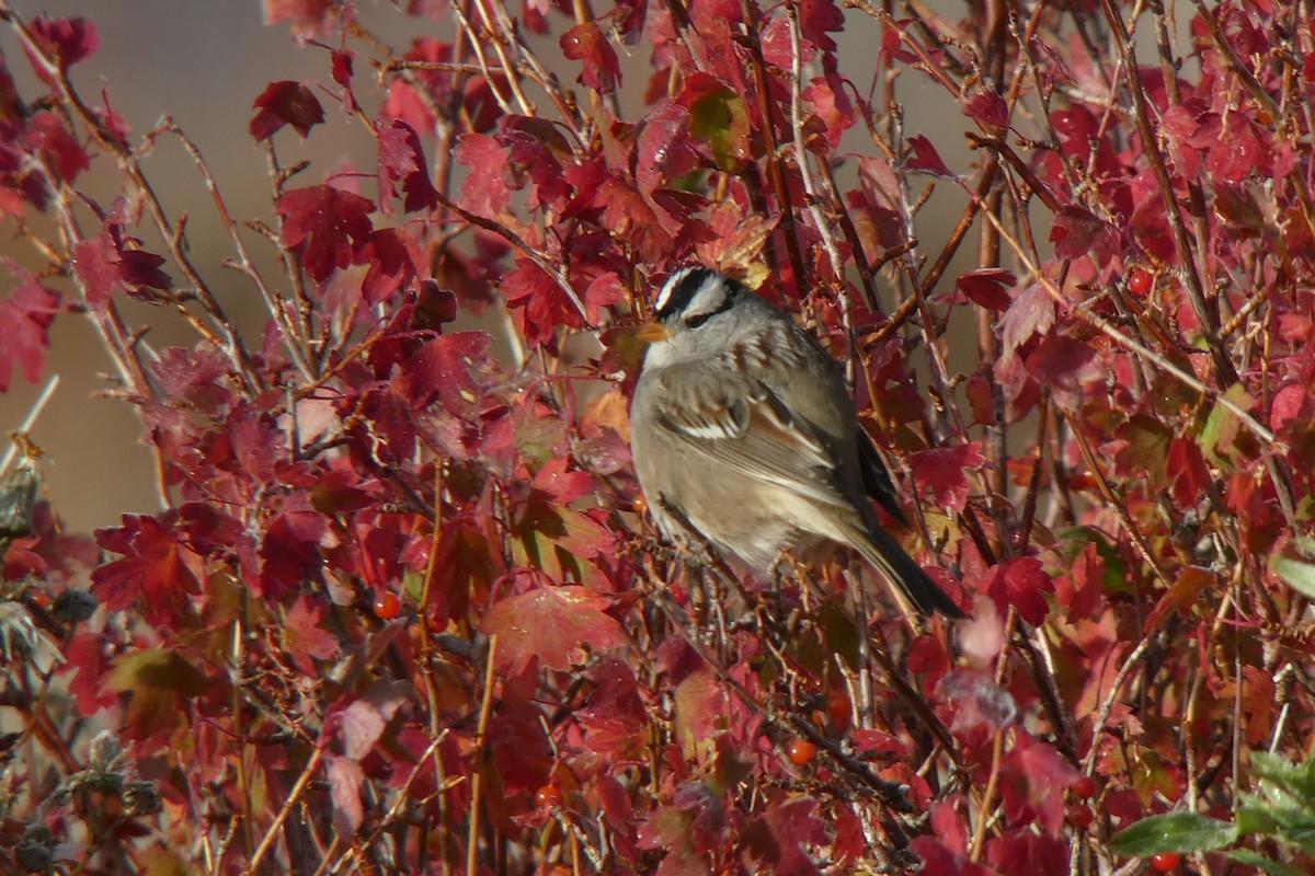 White-crowned Sparrow - ML118404781