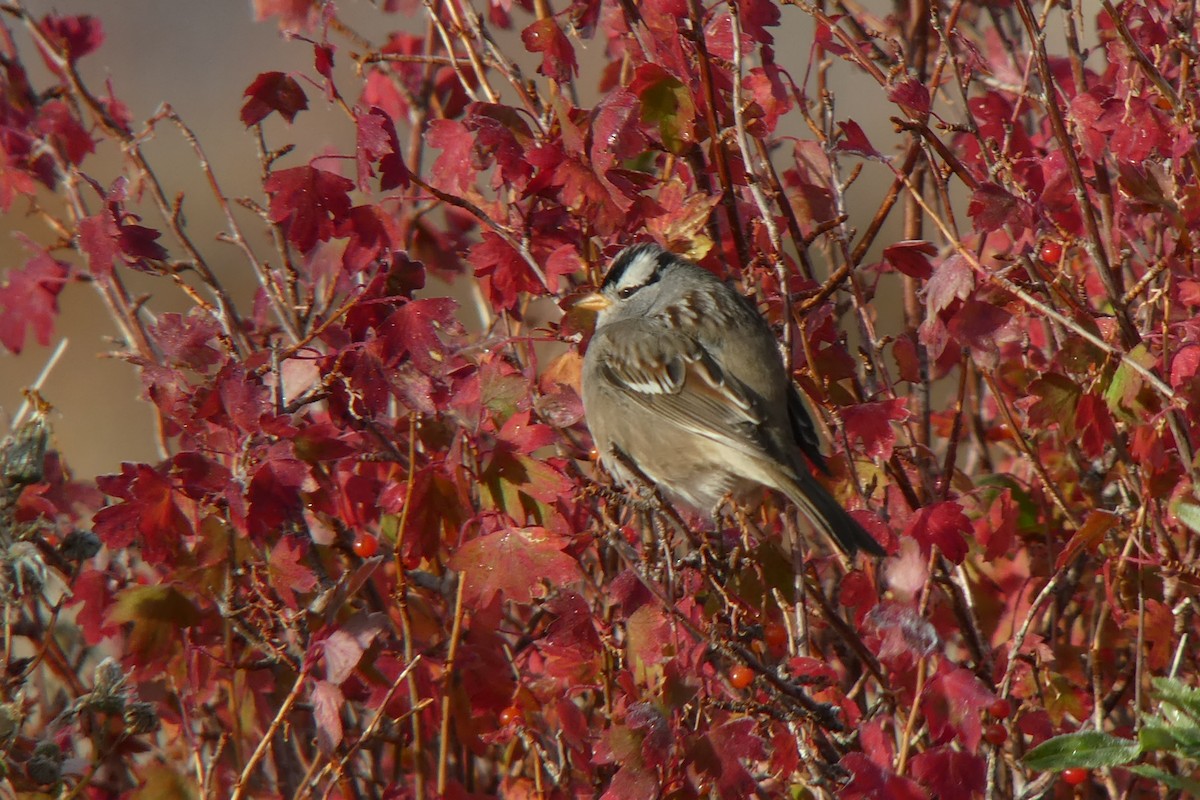 White-crowned Sparrow - ML118404801