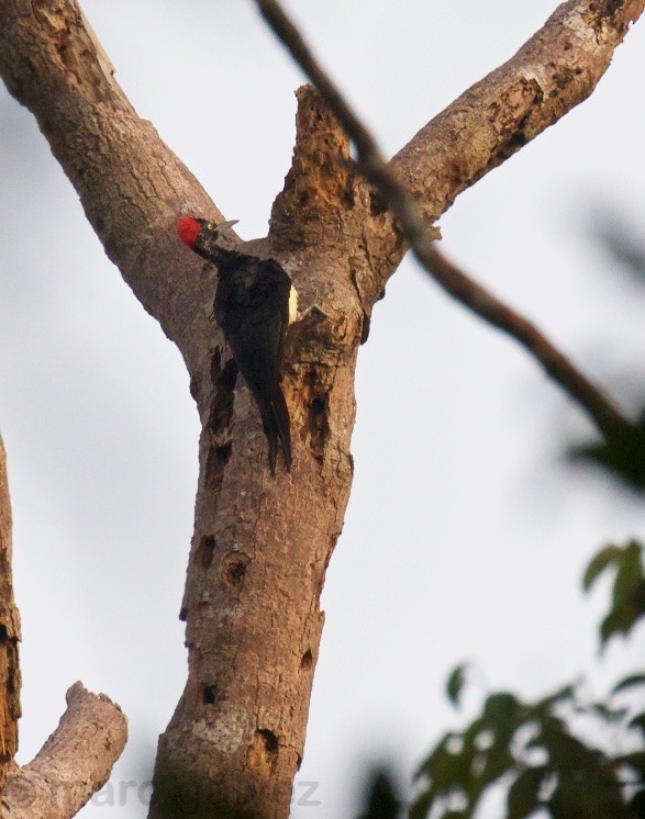 White-bellied Woodpecker - Marc Gálvez