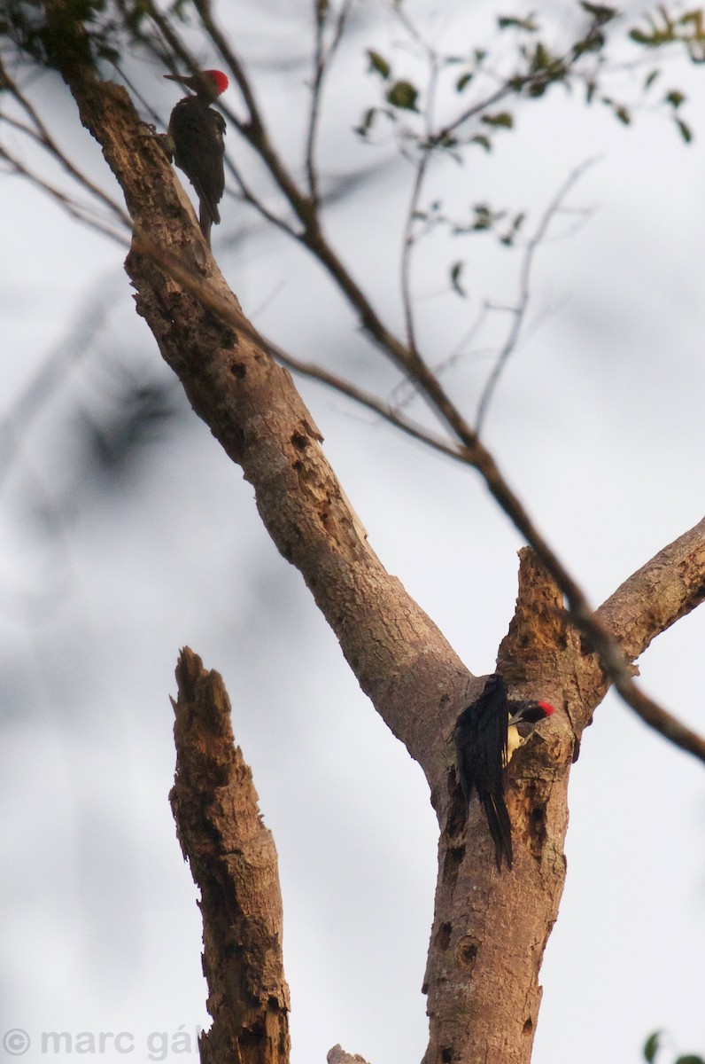 White-bellied Woodpecker - ML118405051