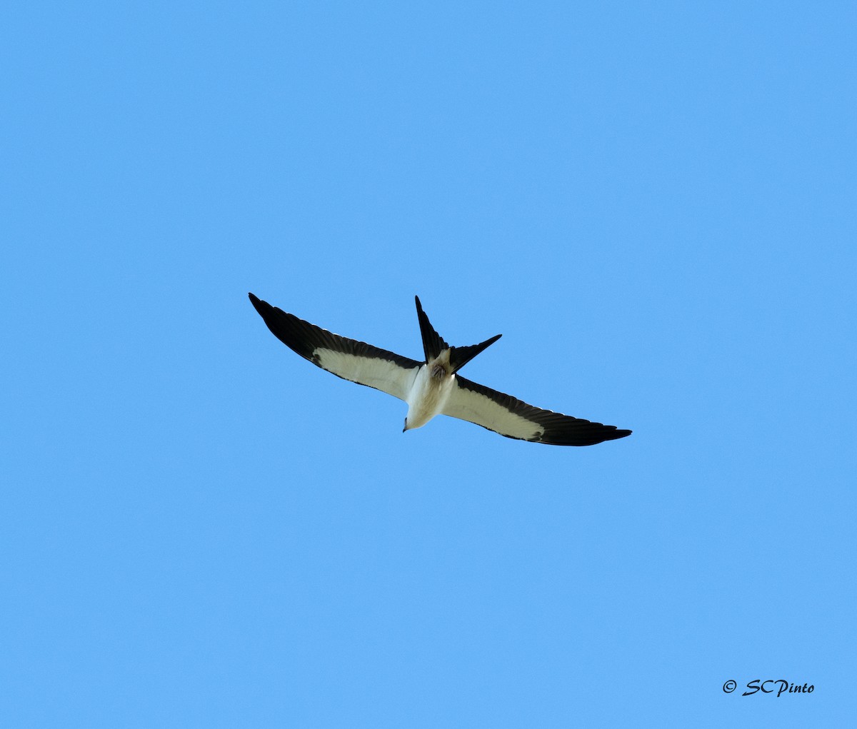 Swallow-tailed Kite - Shailesh Pinto