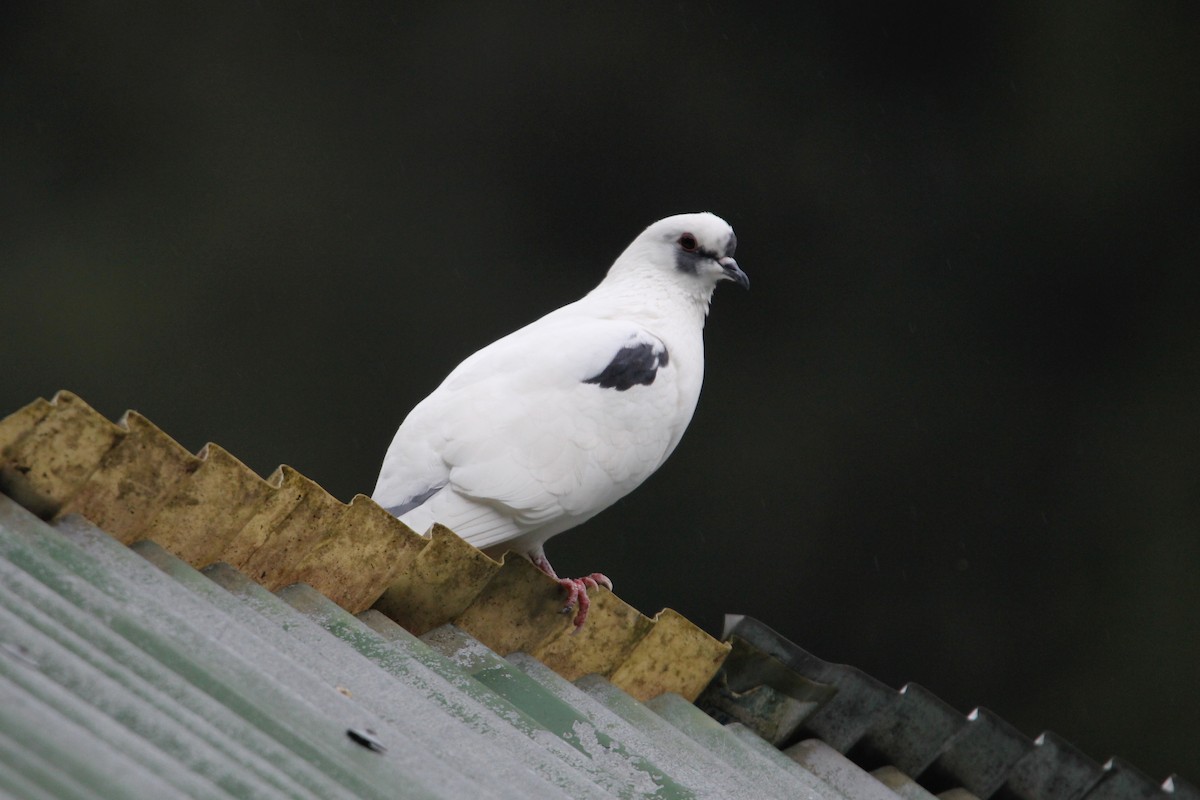 Rock Pigeon (Feral Pigeon) - ML118405731