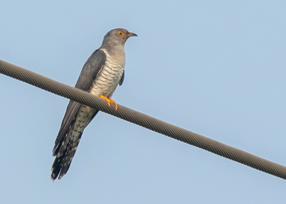Common Cuckoo - AVINASH BHAGAT