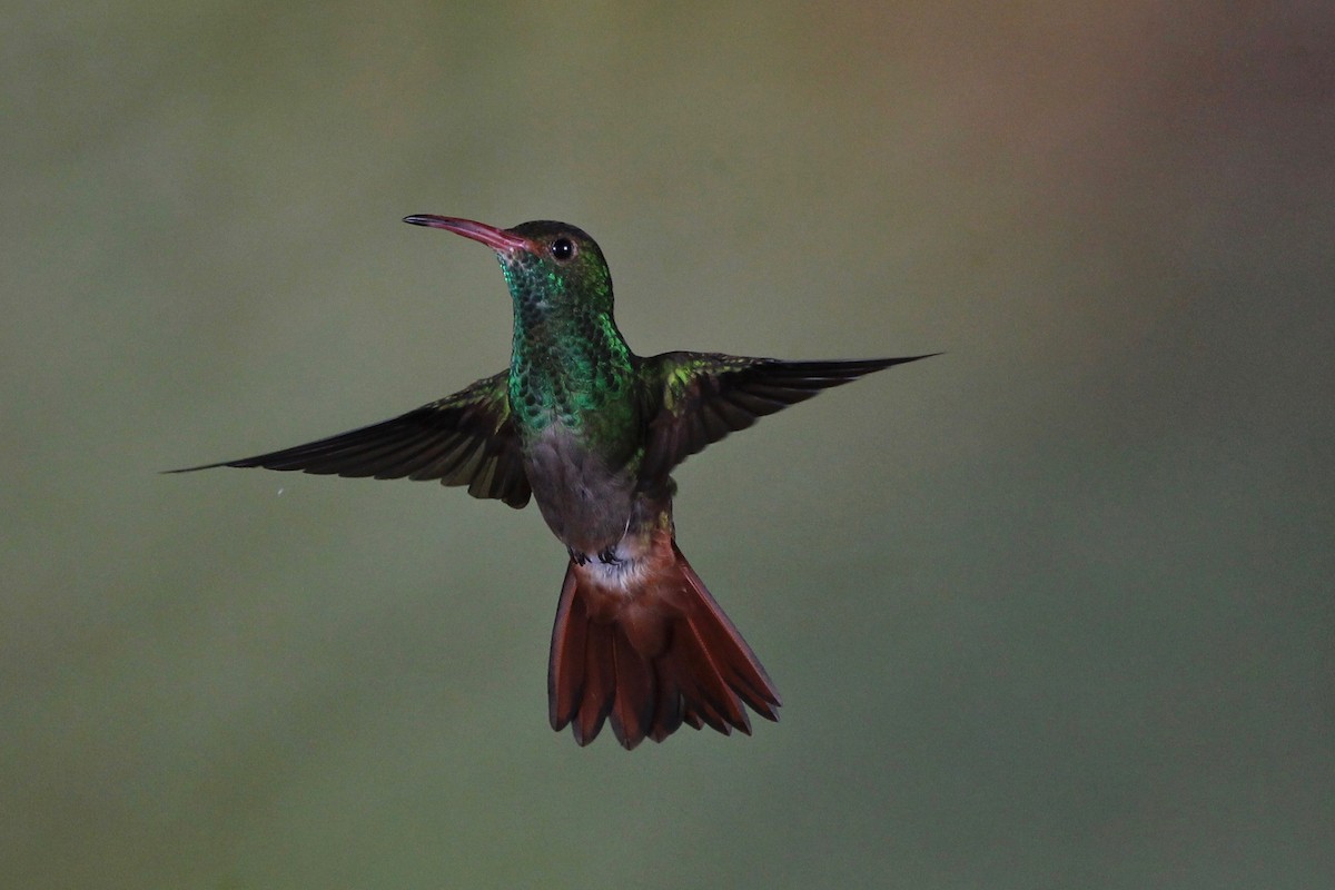 Rufous-tailed Hummingbird (Rufous-tailed) - ML118406571