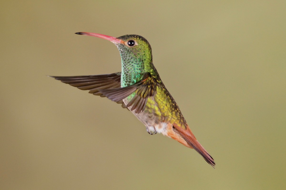 Rufous-tailed Hummingbird (Rufous-tailed) - ML118406611