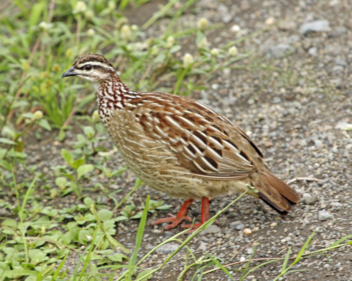 Crested Francolin - Ross Hall