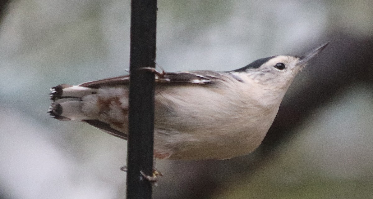 White-breasted Nuthatch - Jean Laperrière COHL
