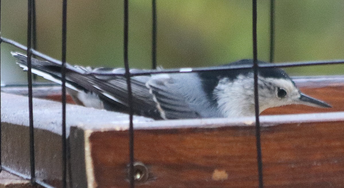 White-breasted Nuthatch - ML118411031