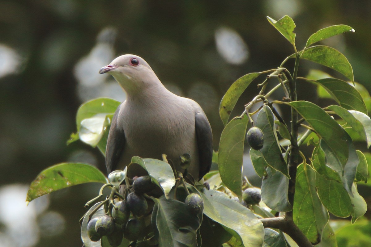 Malabar Imperial-Pigeon - Jyothish Nelson