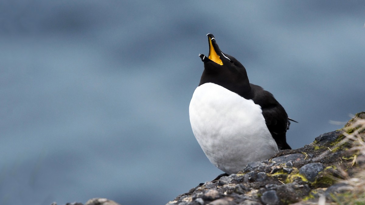 Razorbill