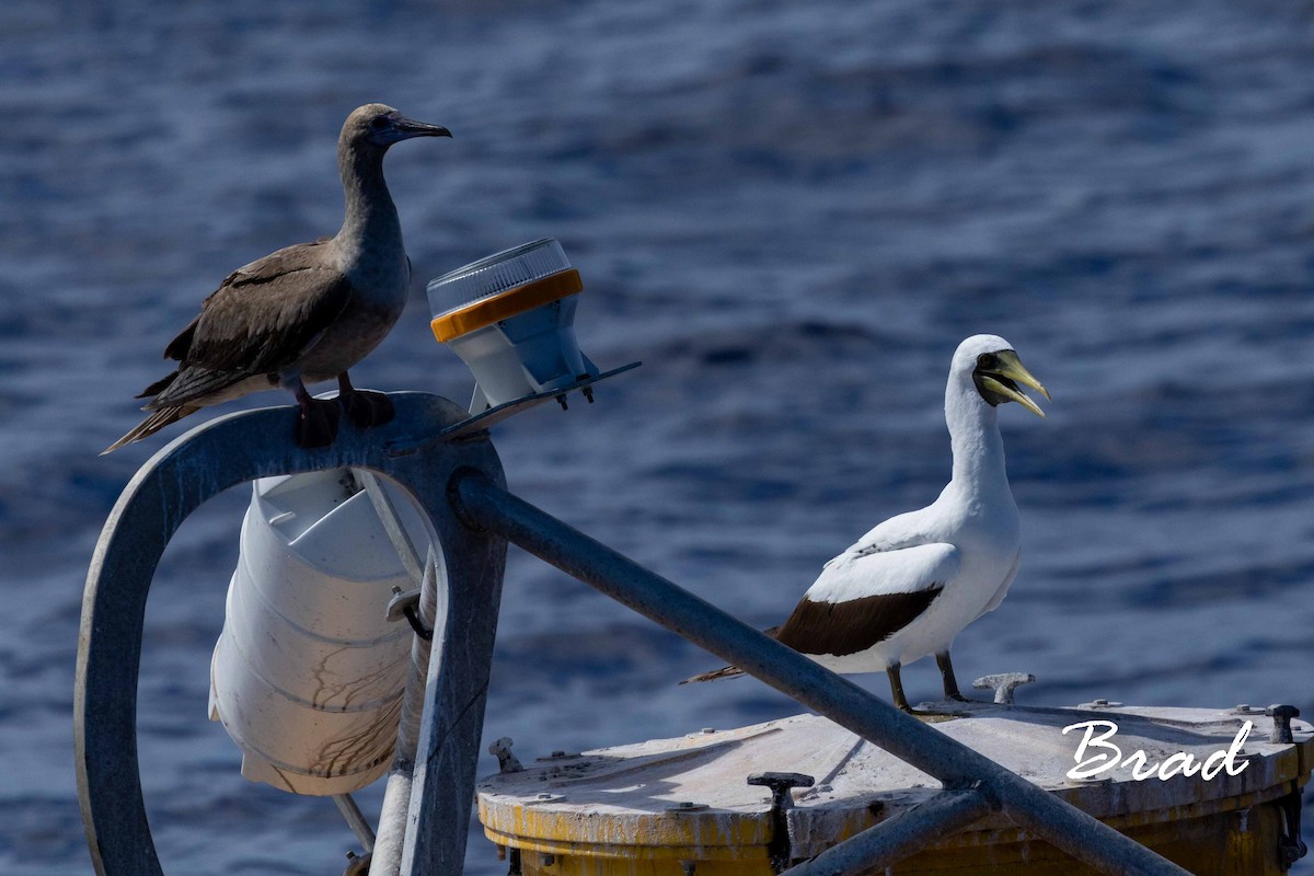 Masked Booby - ML118412611