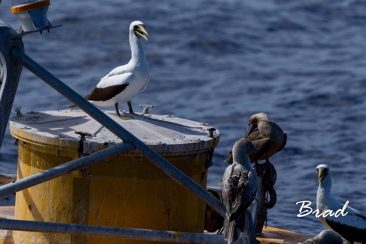 Masked Booby - ML118412641