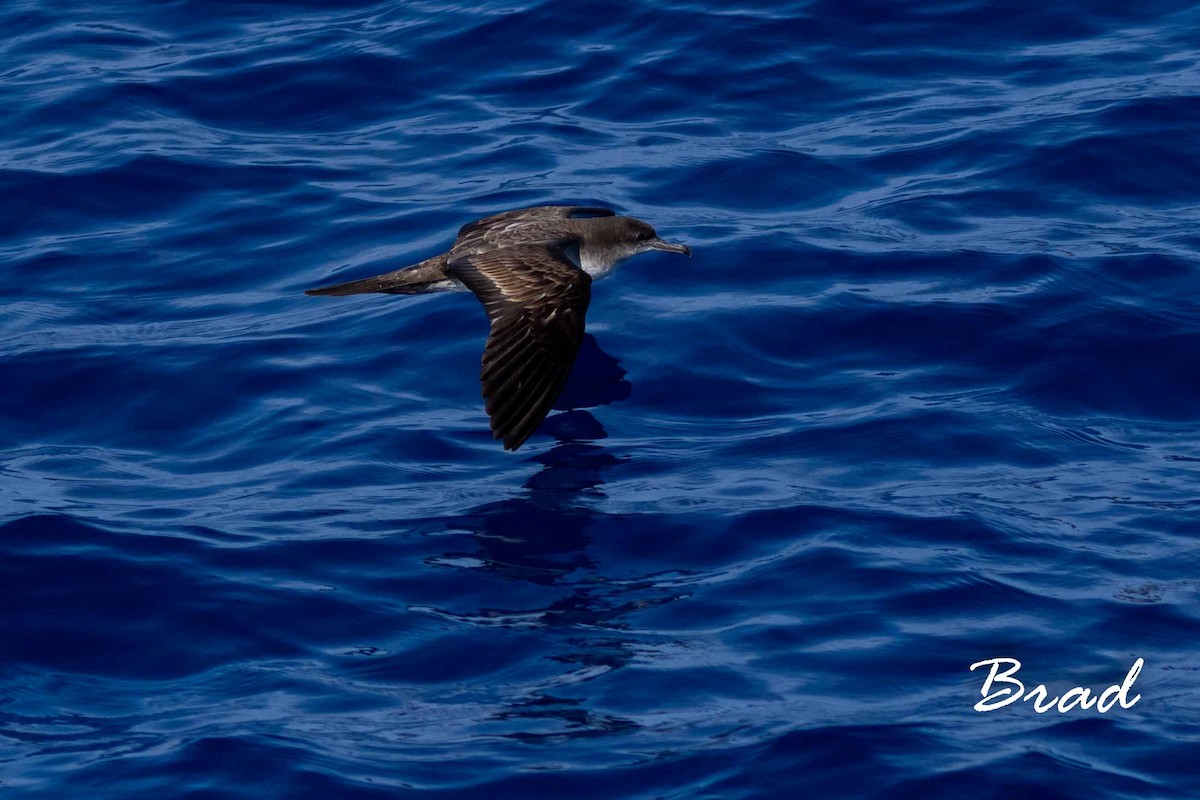 Wedge-tailed Shearwater - Brad Argue