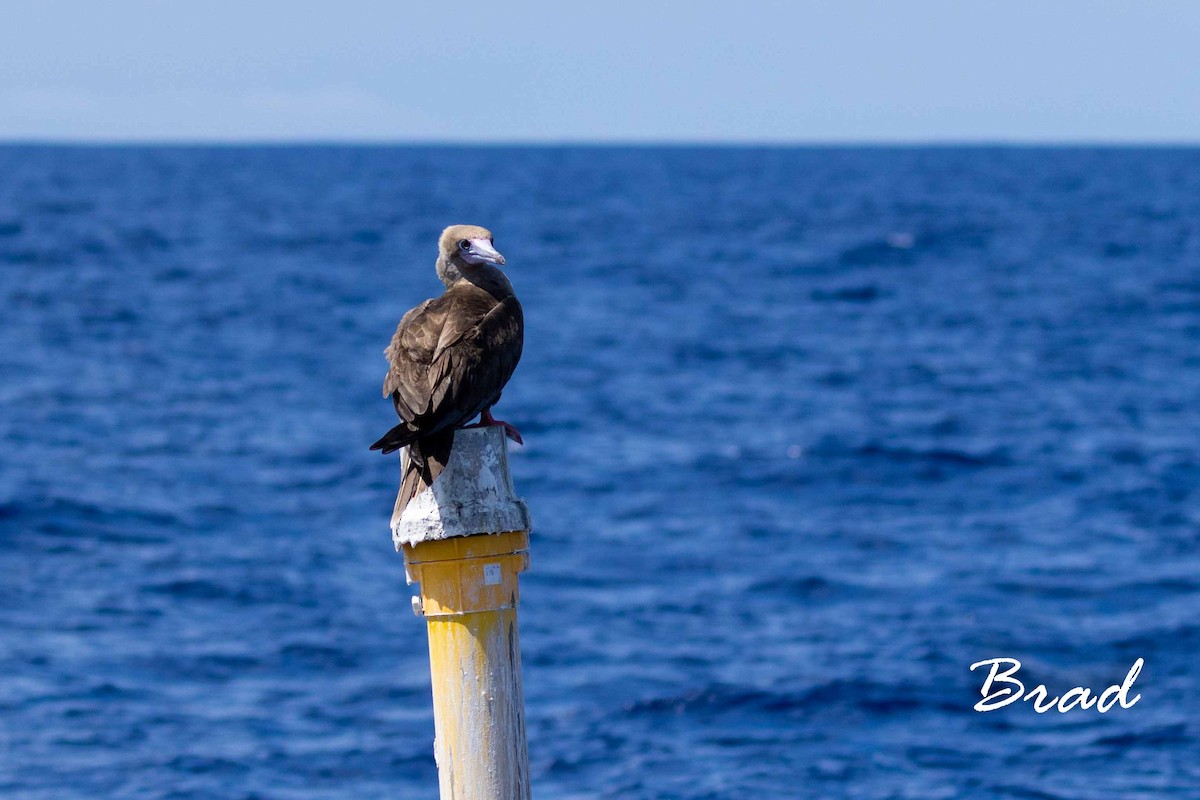 Red-footed Booby - ML118414381