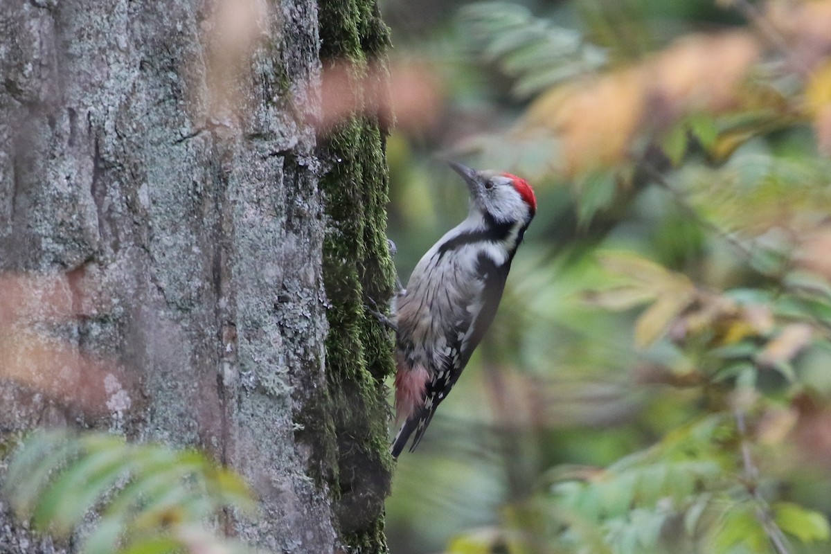Middle Spotted Woodpecker - ML118416751
