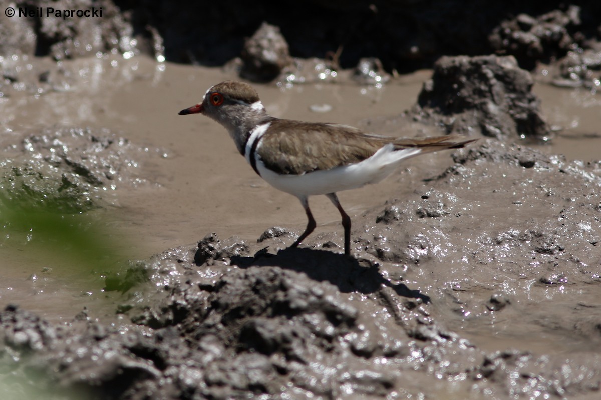 Three-banded Plover - ML118424381