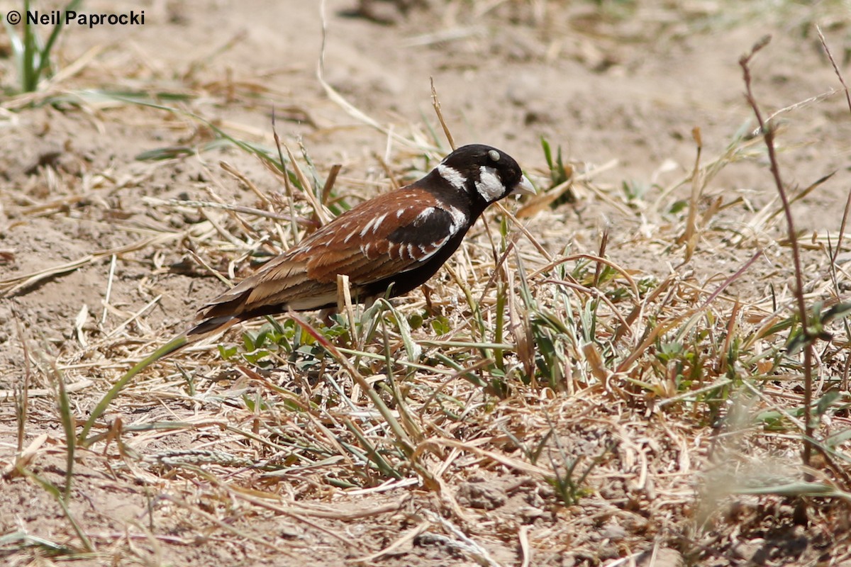 Chestnut-backed Sparrow-Lark - ML118424521