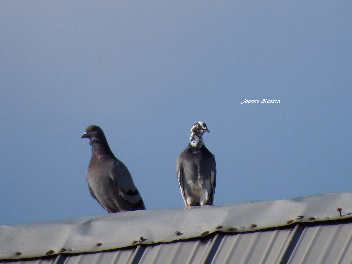 Rock Pigeon (Feral Pigeon) - ML118425411