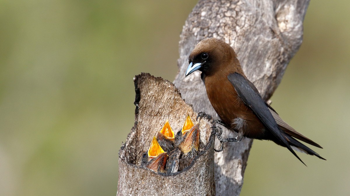 Little Woodswallow