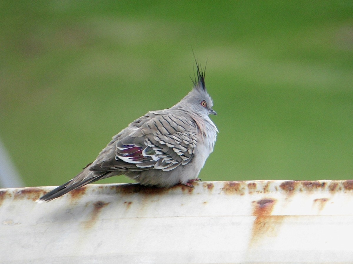 Crested Pigeon - ML118428681