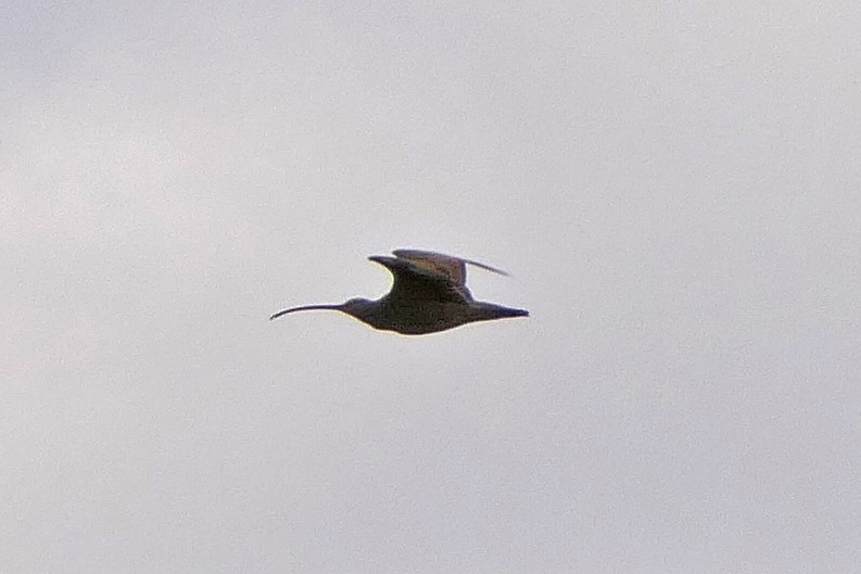 Long-billed Curlew - ML118430901