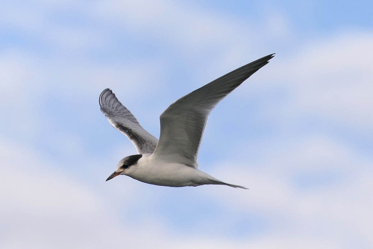 Common Tern - Robert Hamilton
