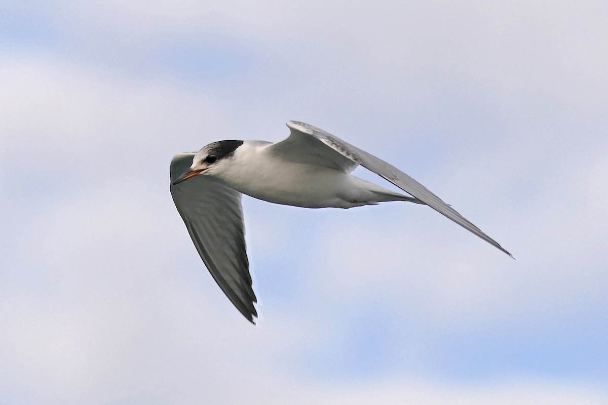 Common Tern - ML118432011
