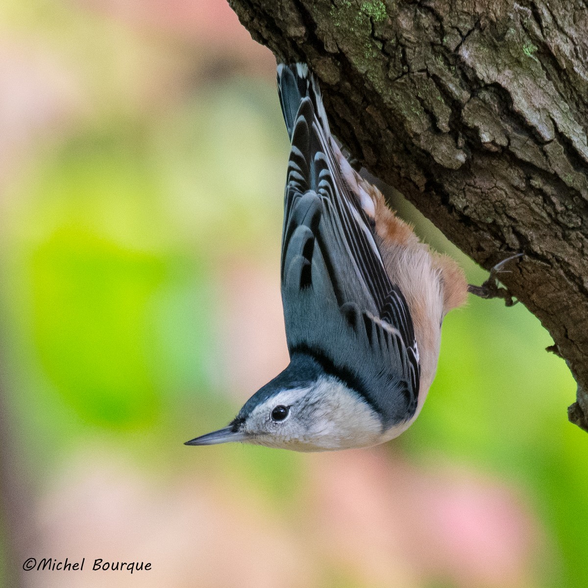 White-breasted Nuthatch - Michel Bourque
