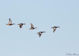 Blue-winged Teal, ML118434421