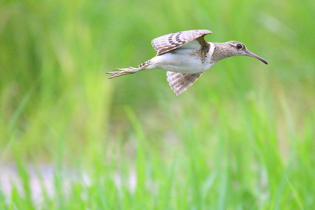 Greater Painted-Snipe - ML118436081