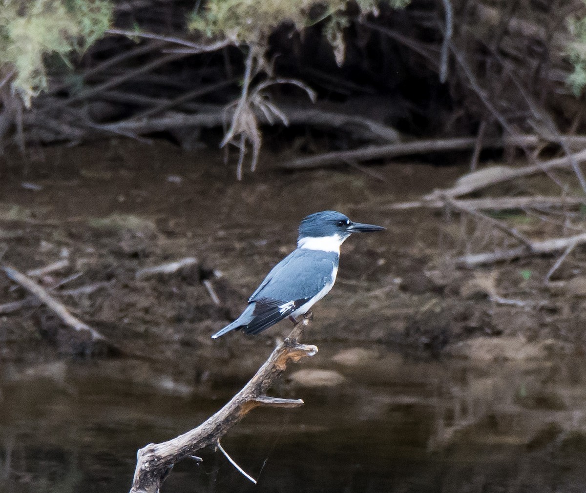 Belted Kingfisher - ML118440741