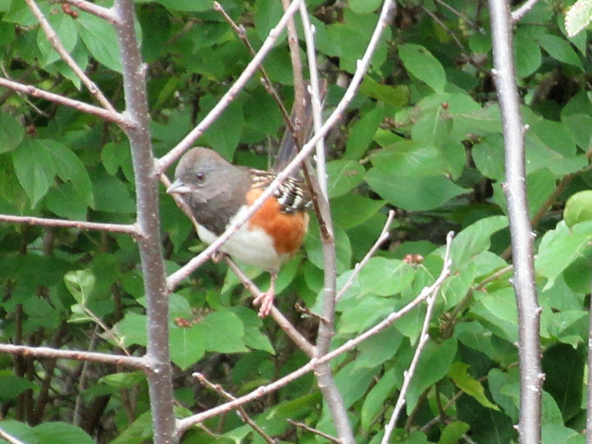 Spotted Towhee - ML118444551