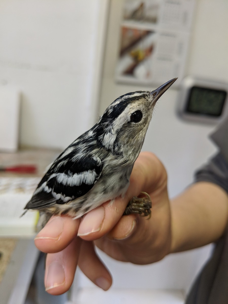 Black-and-white Warbler - ML118446651