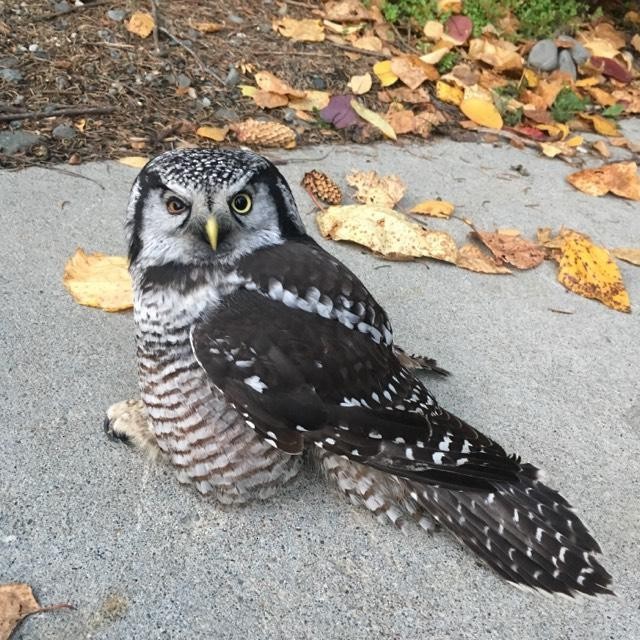 Northern Hawk Owl - ML118448701