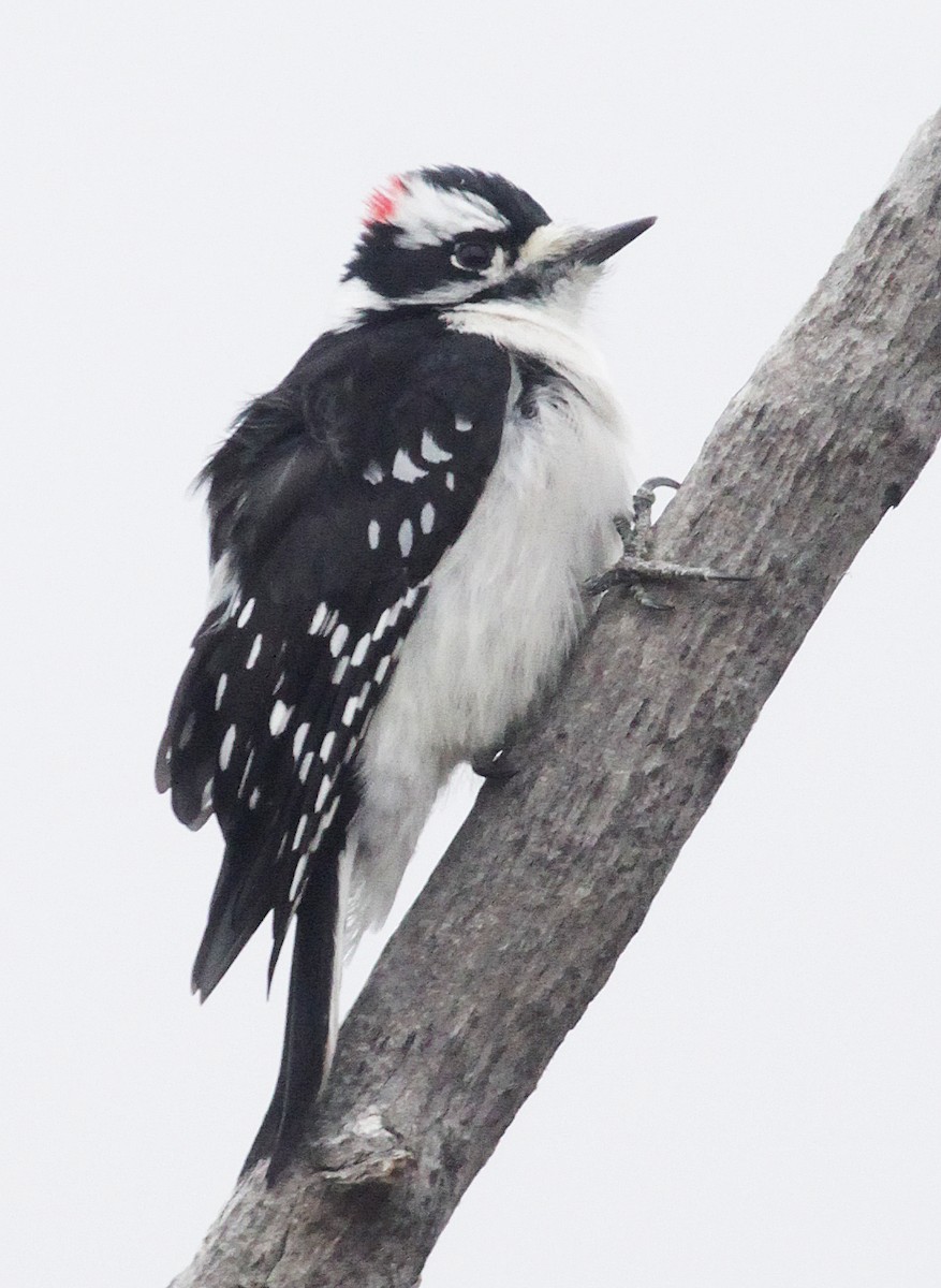 Downy Woodpecker - ML118449211