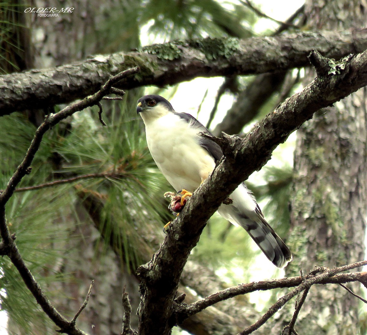 Sharp-shinned Hawk (White-breasted) - older rodriguez