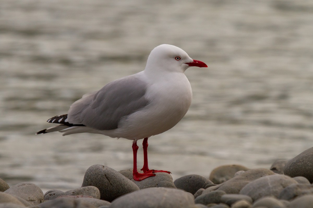 Silver Gull (Red-billed) - Tommy Pedersen