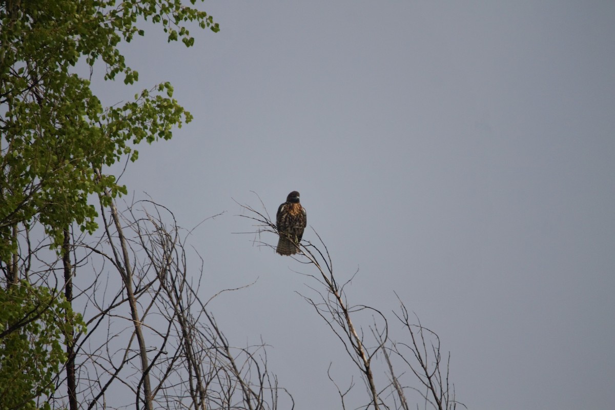 Red-tailed Hawk - ML118455081