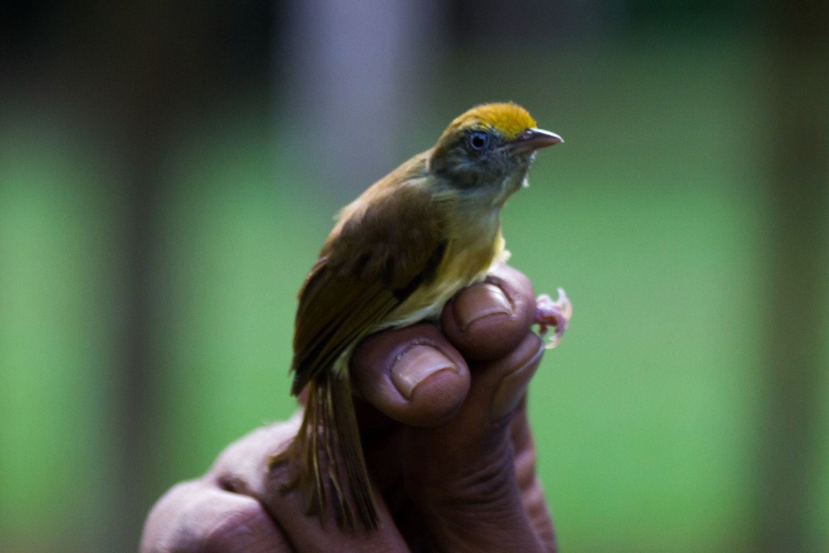 Tawny-crowned Greenlet - ML118455311